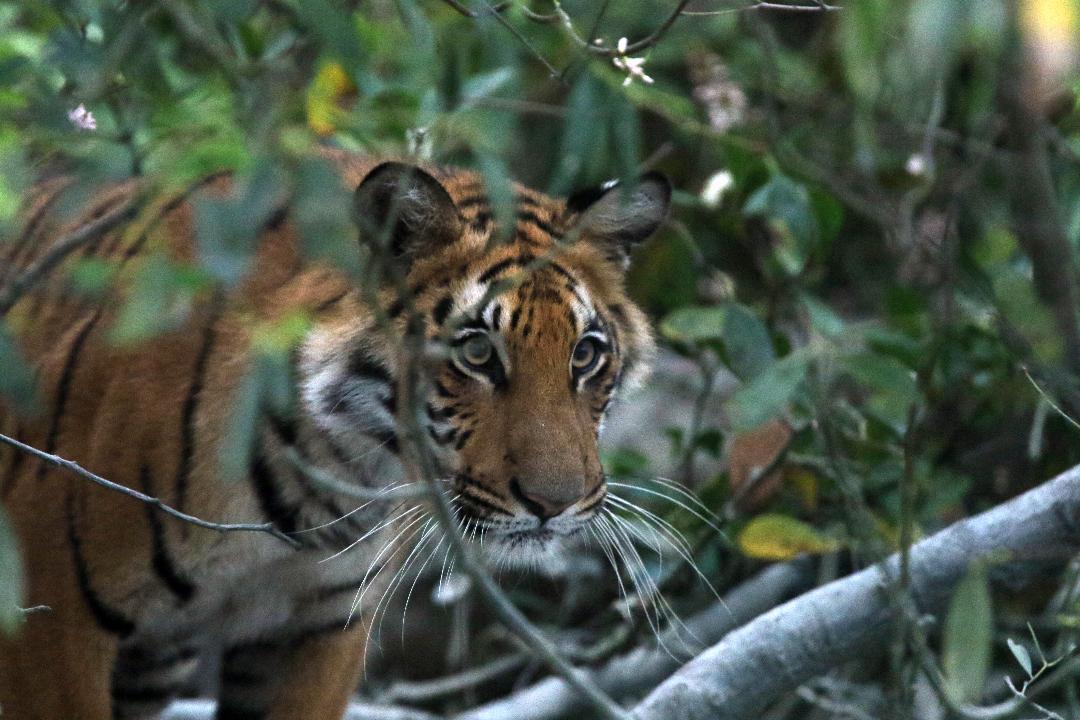 অন্যান্য