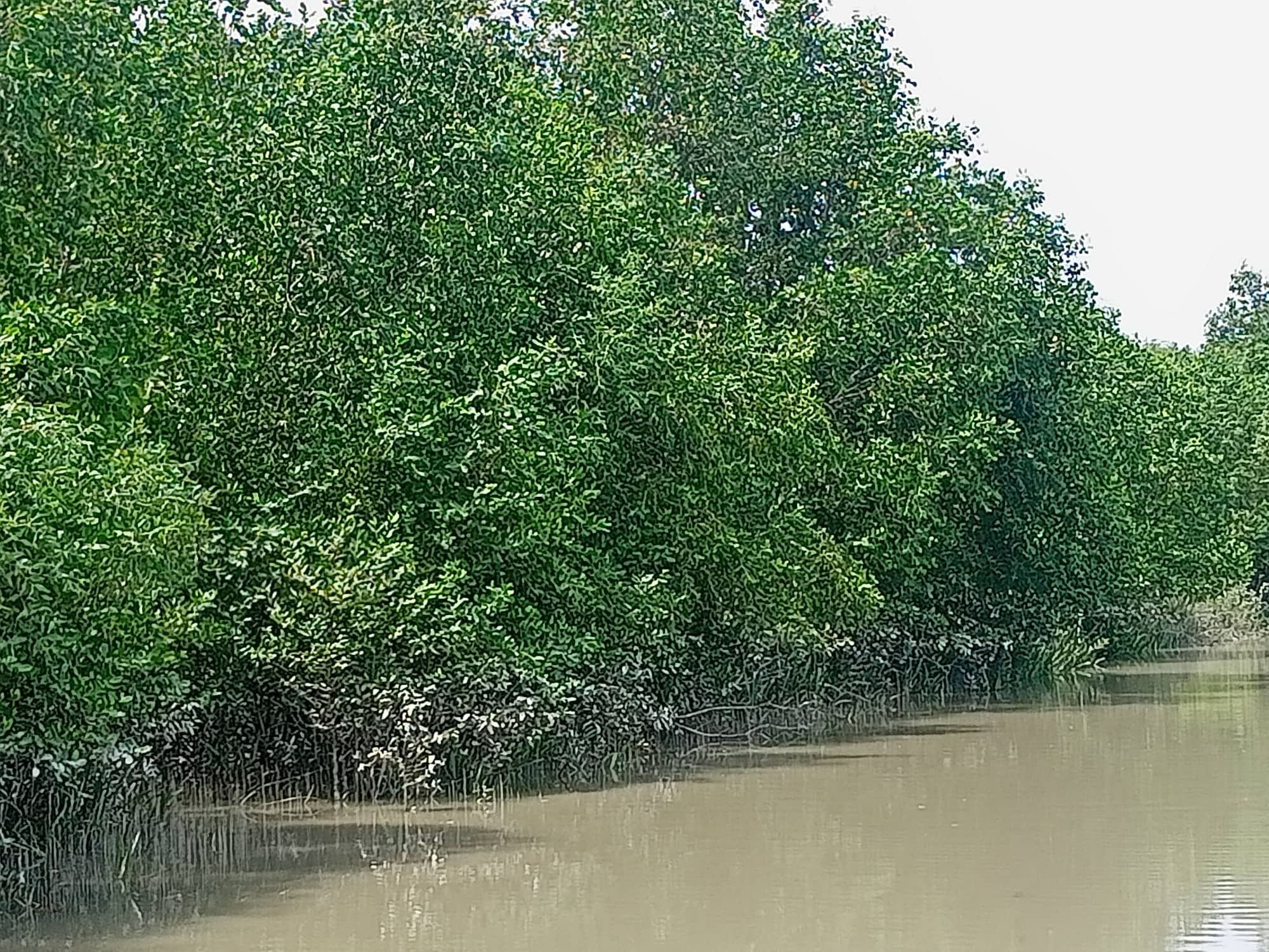 উপকূলীয় বন