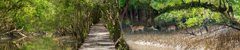 সুন্দরবনের দৃশ্য