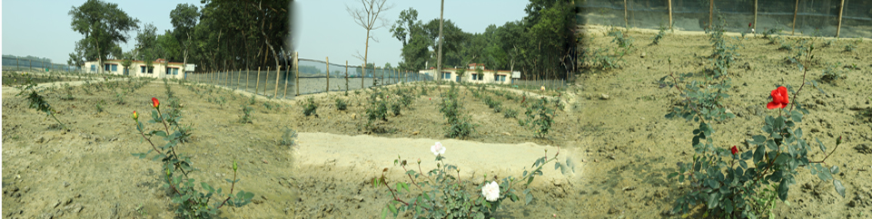 গোলাপ বাগান, ধামইরহাট, নওগাঁ।