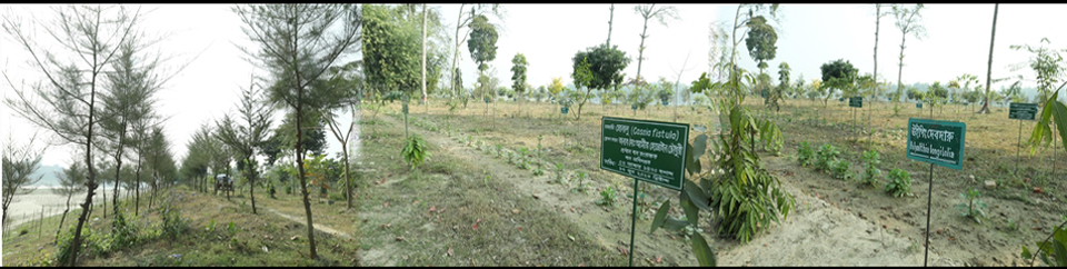 আরবোরেটাম, পাইকবান্দা রেঞ্জ চত্বর, পত্নীতলা, নওগাঁ।