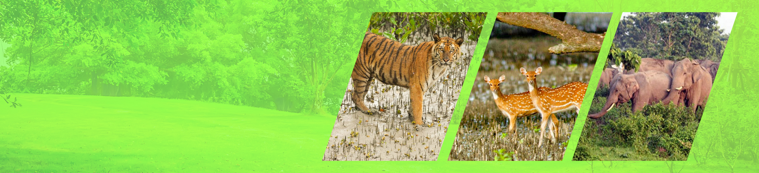 টাইগার কপি 01