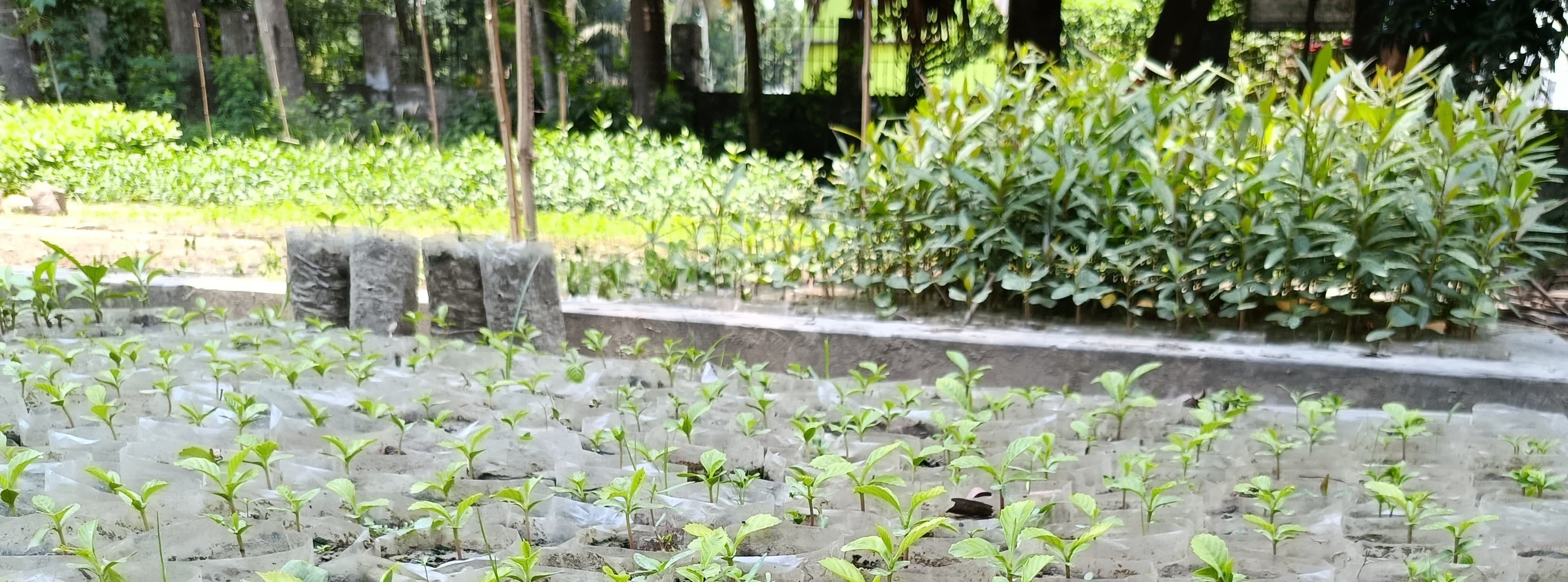 উপজেলা বন অফিস