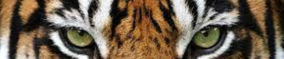 বনের ছবি