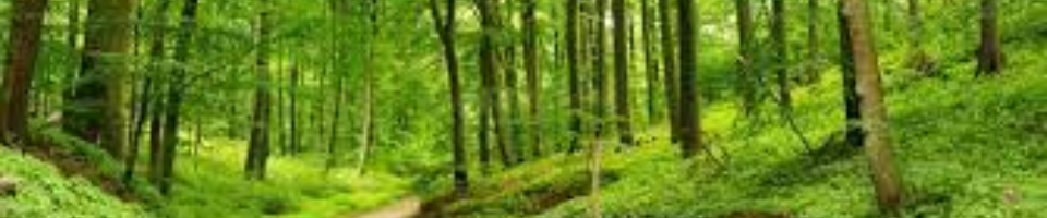 বনের ছবি