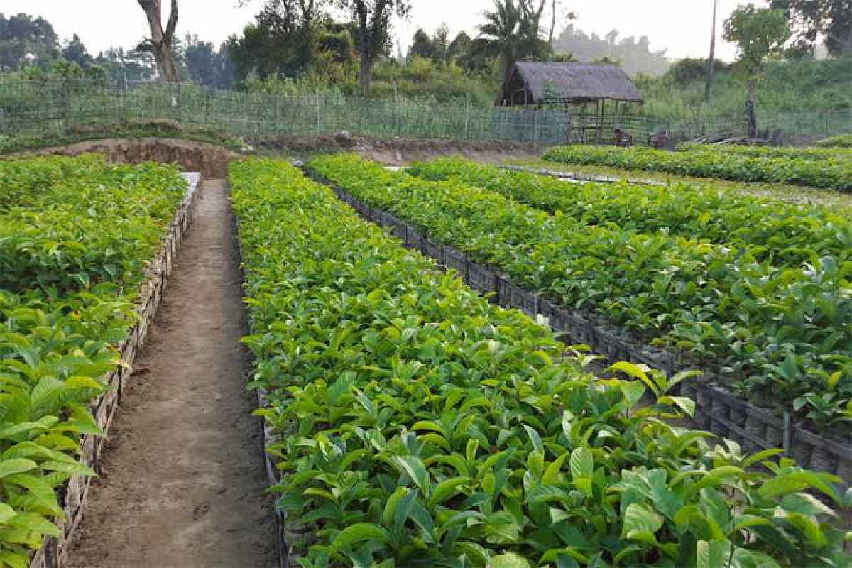 সামাজিক বনায়ন,সিরাজগঞ্জ।