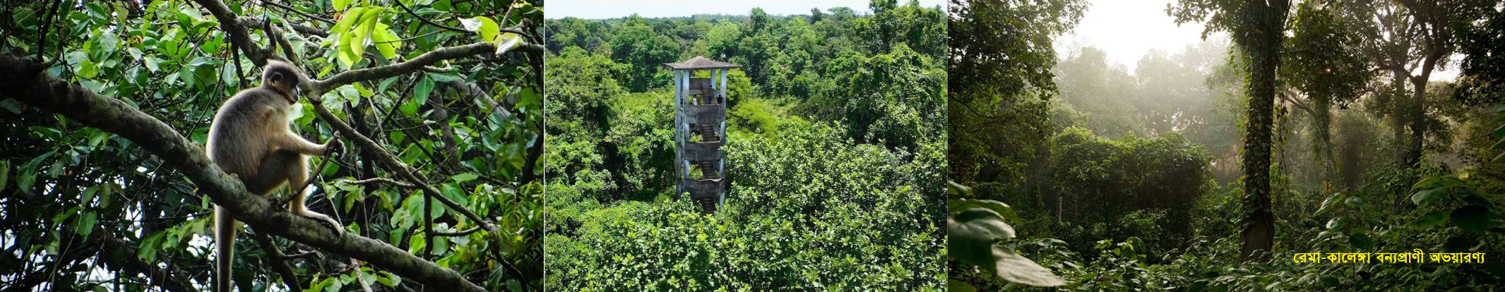 রেমা-কালেঙ্গা বন্যপ্রাণী অভয়ারণ্য