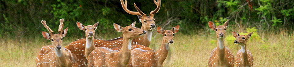 বন এবং ছবি