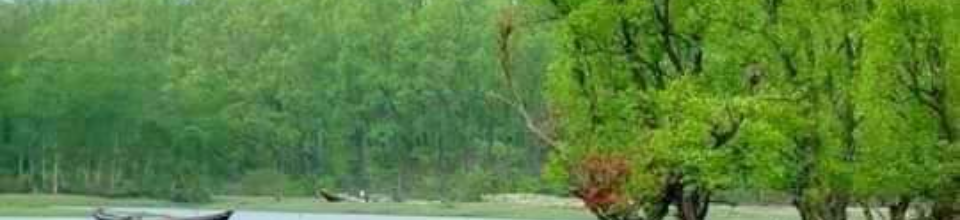 কেওড়া বাগান।