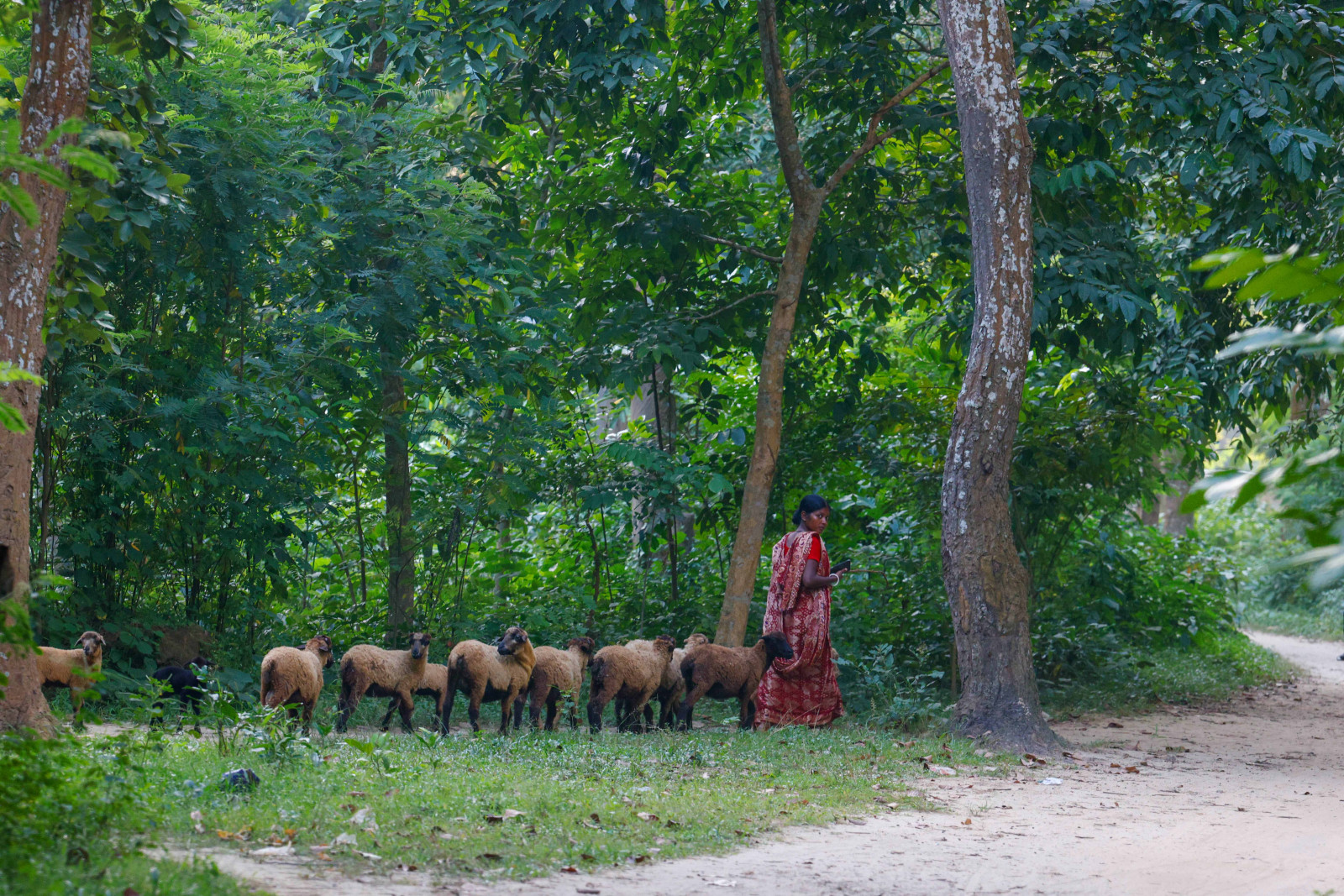 সিংড়া জাতীয় উদ্যান