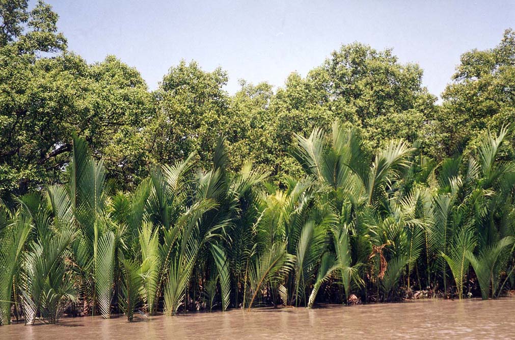 গোলপাতা