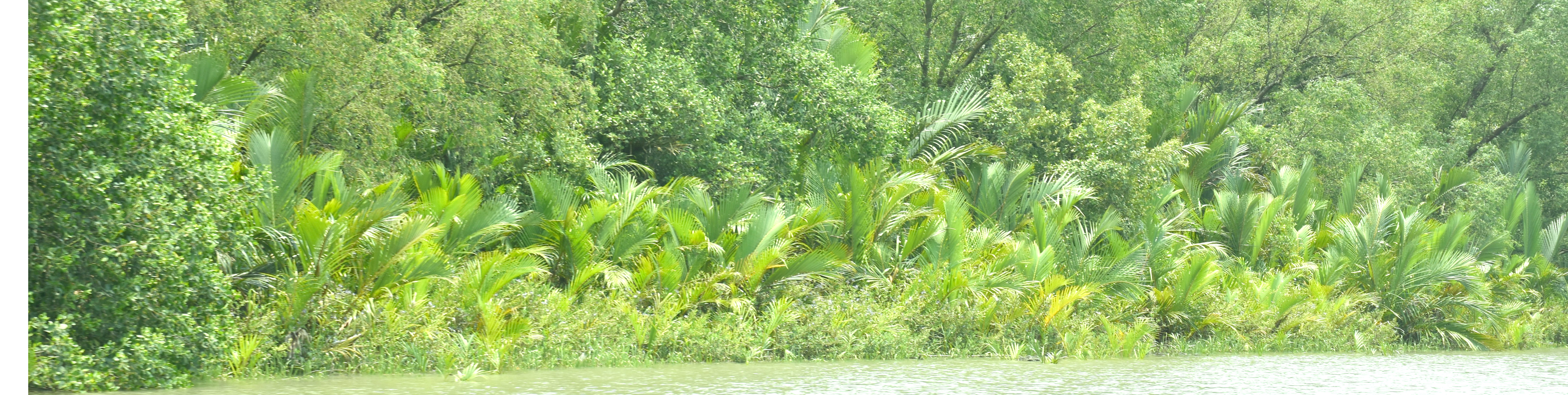 সুন্দরবন