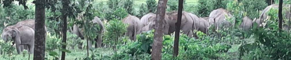 বন্য হাতি