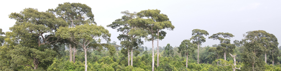মেধাকচ্ছপিয়া জাতীয় উদ্যান
