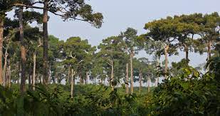 বন বাগান