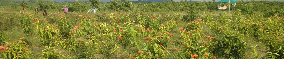বোটানিক্যাল গার্ডেন, রাজারকূল