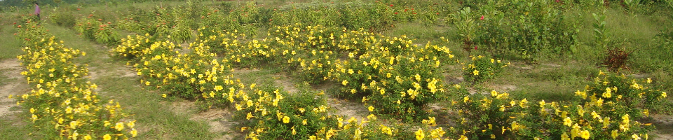 বোটানিক্যাল গার্ডেন, রাজারকূল