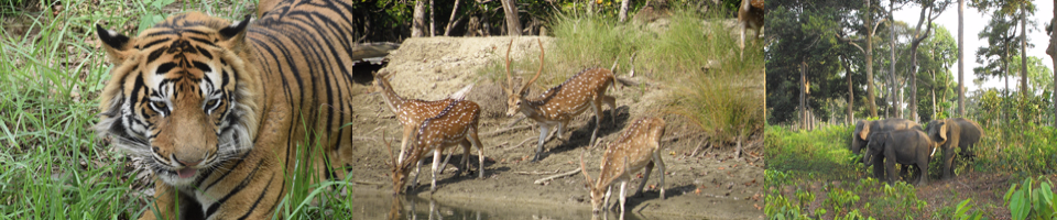 কপি