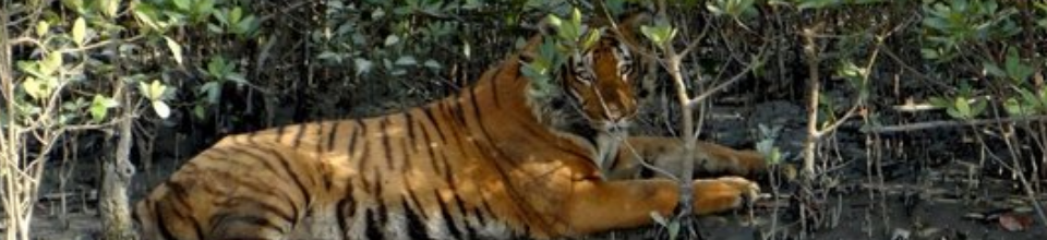 সুন্দরবন ৬