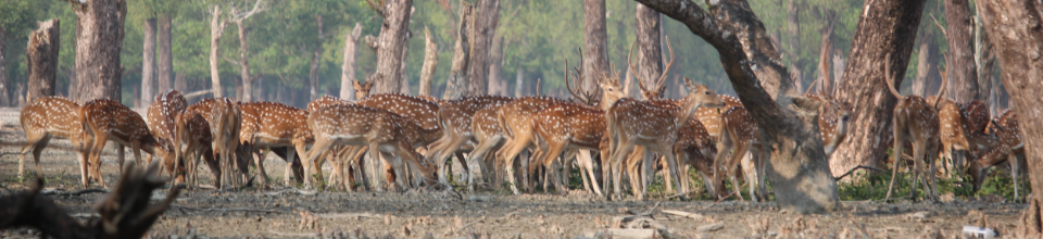 সুন্দরবন ৭