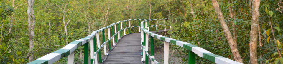 সুন্দরবন ৪