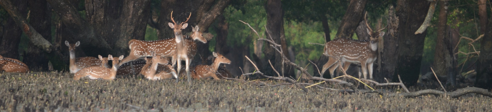 সুন্দরবন