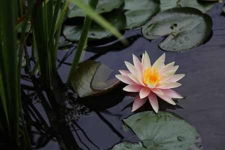 উপজেলা পরিবার পরিকল্পনা কার্যালয়