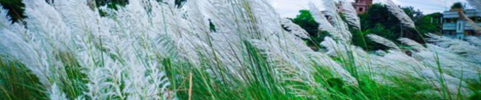 সবুজ বাংলা