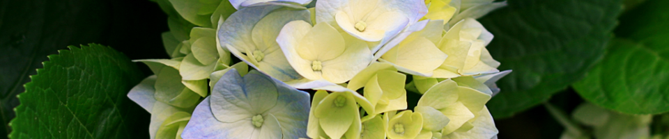 বাংলাদেশ