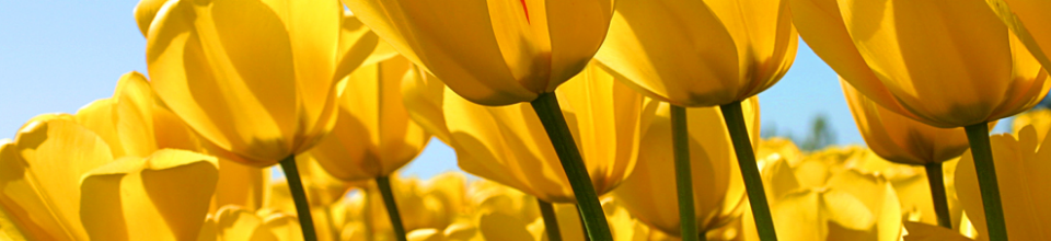 upazila family planning mohanganj