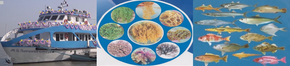 সুনীল অর্থনীতি