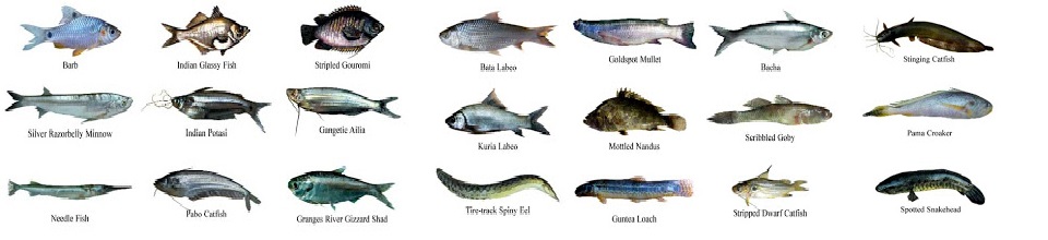 স্বাদুপানির মাছ