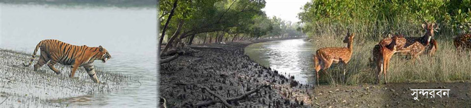 Sundarbans