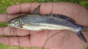 ২