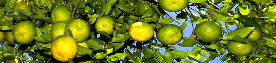 কমলালেবু