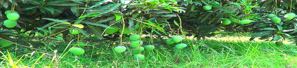 ফল গবেষণা কেন্দ্র, বিএআরআই, বিনোদপুর, রাজশাহী