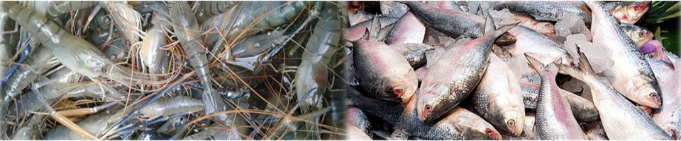 কারবালা খামার ১