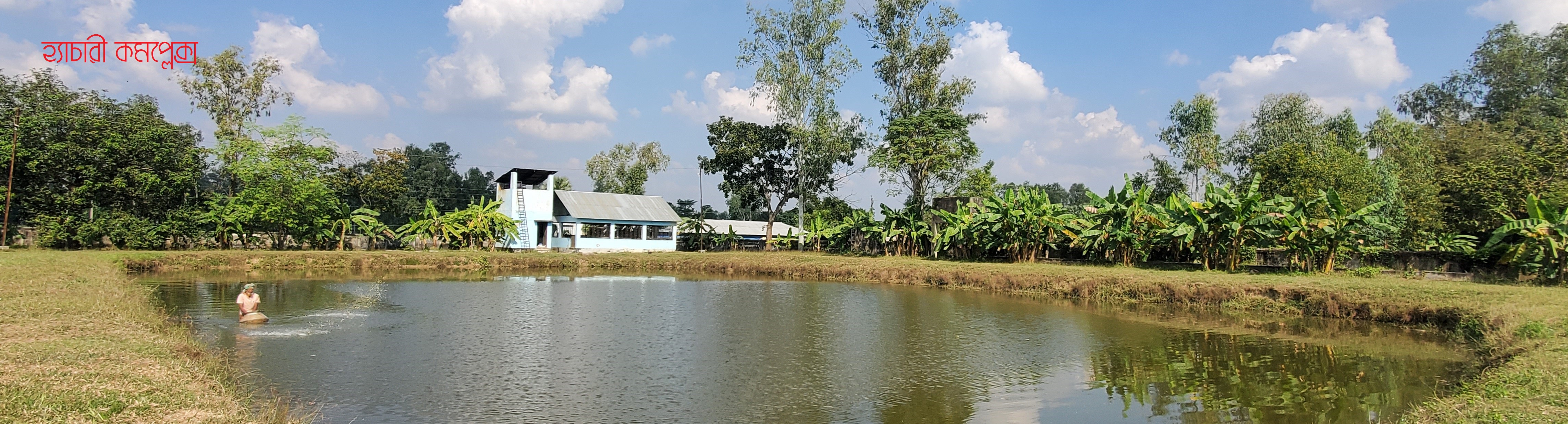 হ্যাচারী কমপ্লেক্স