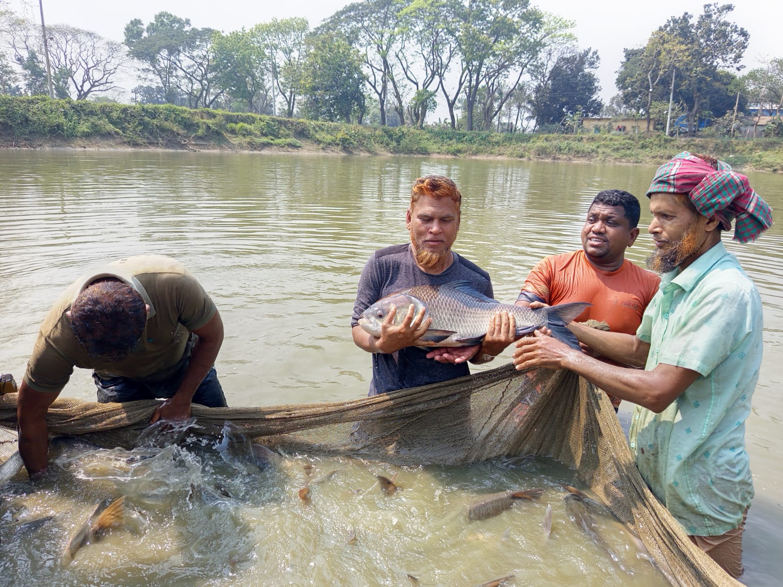 পুকুরে ব্রুড মাছের নমুনায়ন
