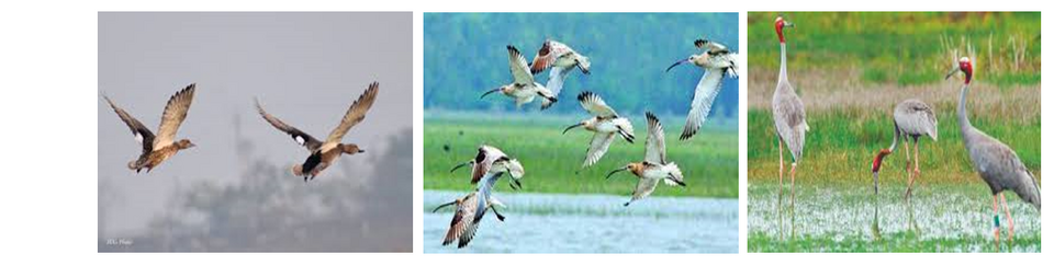 বক পাখি-৩