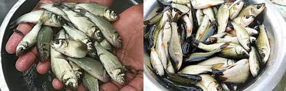 কার্প মাছের পোনা