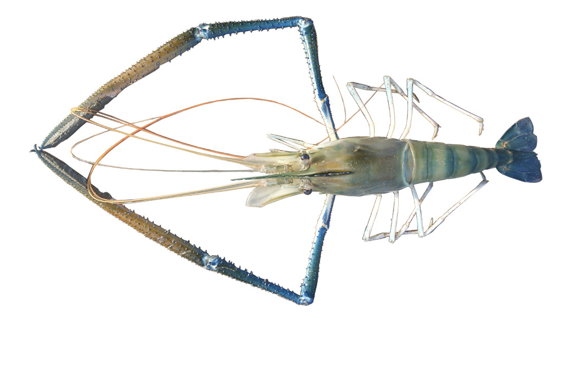 গলদা চিংড়ি