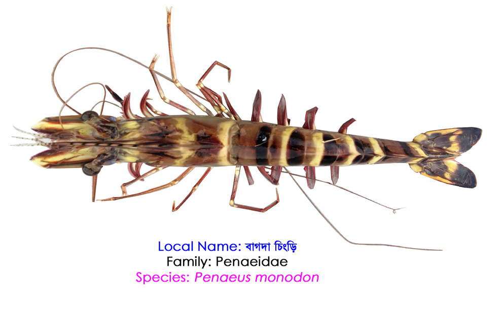 বাগদা চিংড়ি