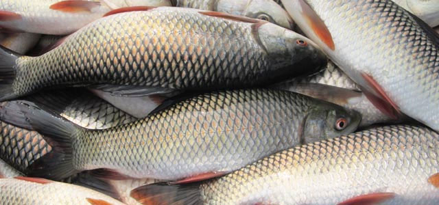 দেশীয় মাছ।