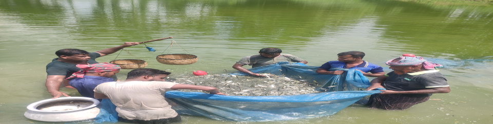 পোনা উত্তোলন