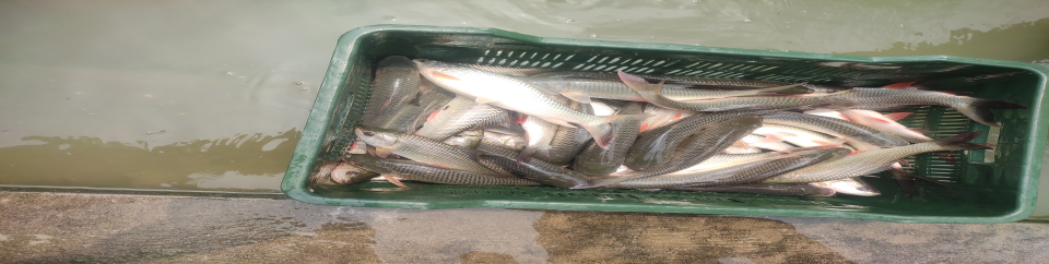 পোনা অবমুক্তকরণ