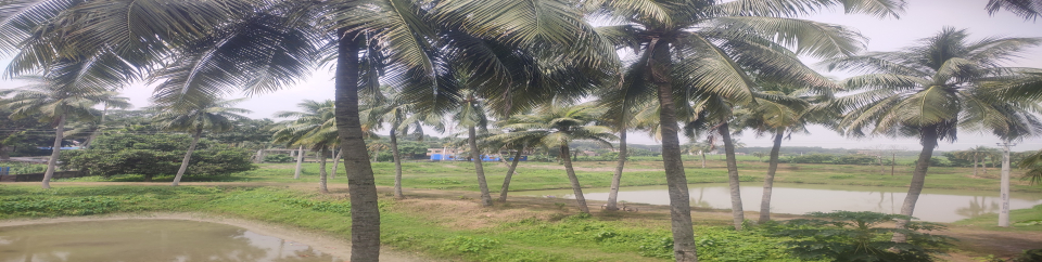 ছাদ থেকে খামারের ভিউ