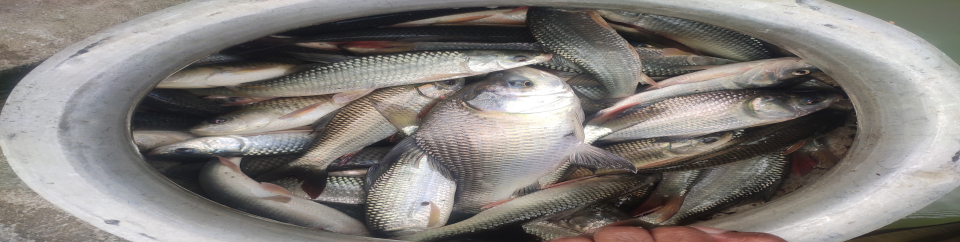 মৎস্য সপ্তাহের টোকেন ফিস