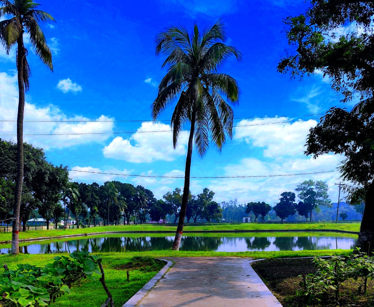 গলদা চিংড়ি কার্যক্রম
