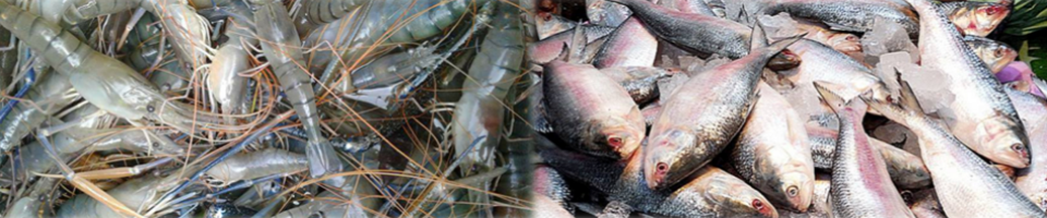 ইলিশ মাছ